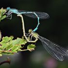 Paarungsrad Hufeisen-Azurjungfer