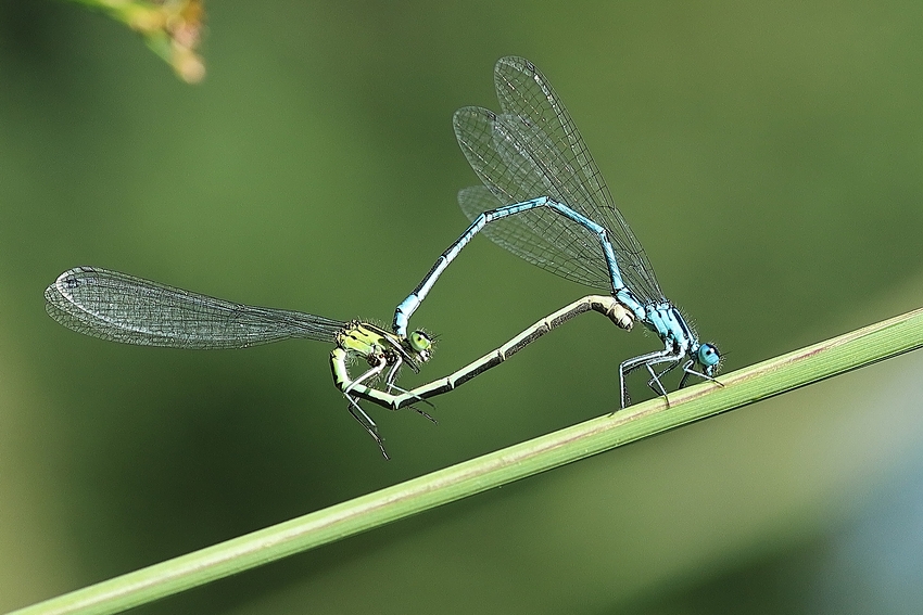 Paarungsrad - Hufeisen-Azurjungfer (Coenagrion puella)