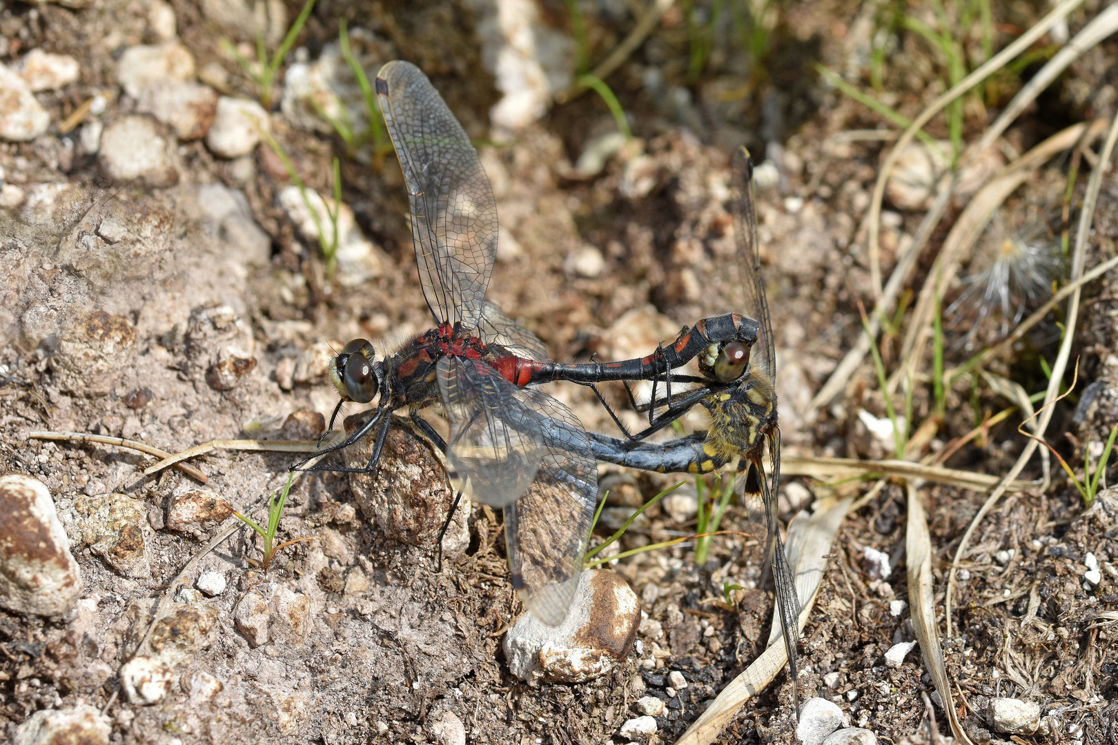 Paarungsrad Kleine Moosjungfer (Leucorrhinia dubia)