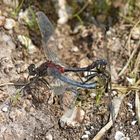 Paarungsrad Kleine Moosjungfer (Leucorrhinia dubia)