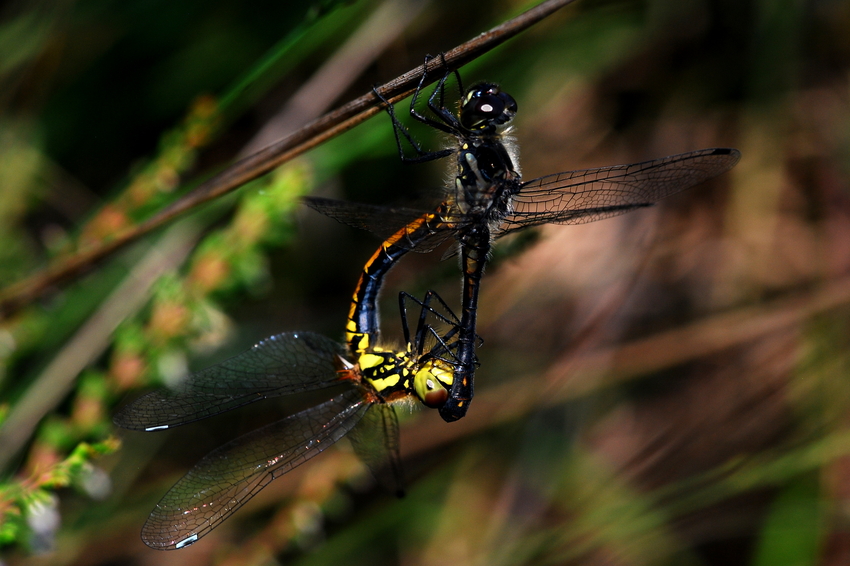 Paarungsrad schwarze Heidelibelle