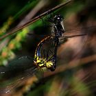 Paarungsrad schwarze Heidelibelle