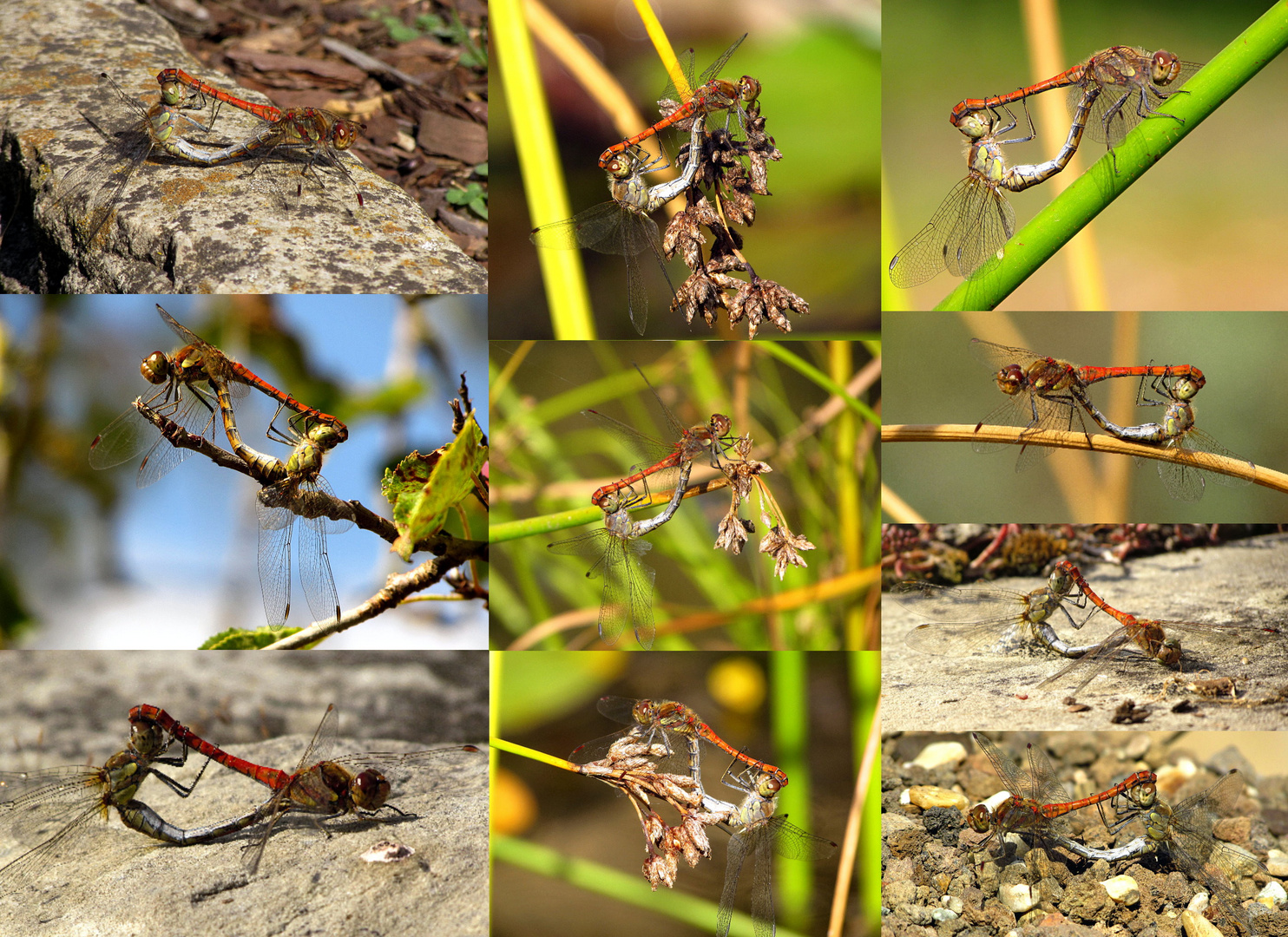  Paarungsräder Große Heidelibelle (Sympetrum striolatum)