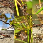  Paarungsräder Große Heidelibelle (Sympetrum striolatum)