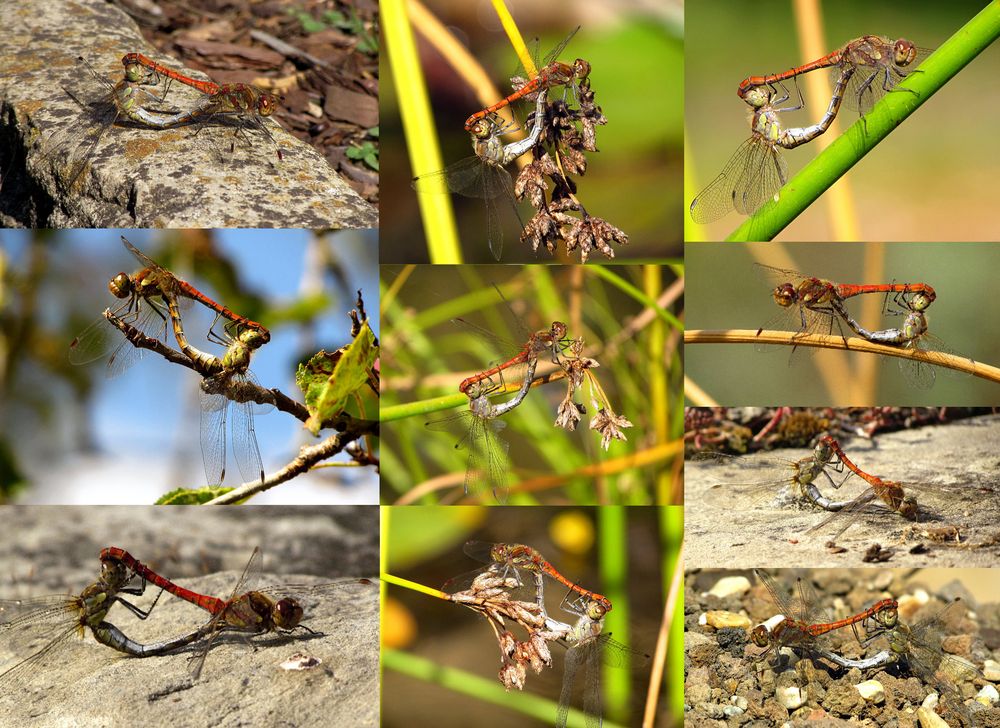  Paarungsräder Große Heidelibelle (Sympetrum striolatum)