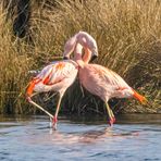Paarungsritual der Flamingos / Mating ritual of flamingos