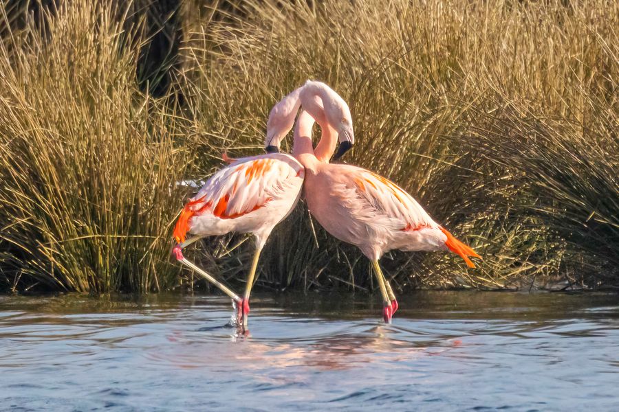 Paarungsritual der Flamingos / Mating ritual of flamingos