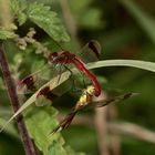 Paarungstandem der Gebänderten Heidelibelle (Sympetrum pedemontanum)