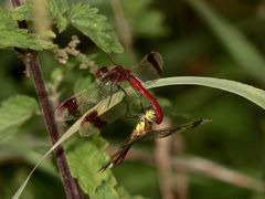 Paarungstandem der Gebänderten Heidelibelle (Sympetrum pedemontanum)