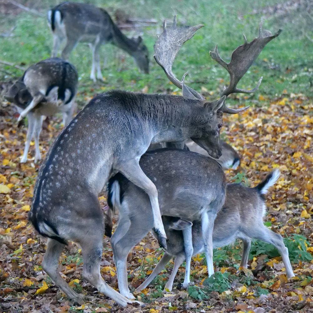 Paarungsversuch