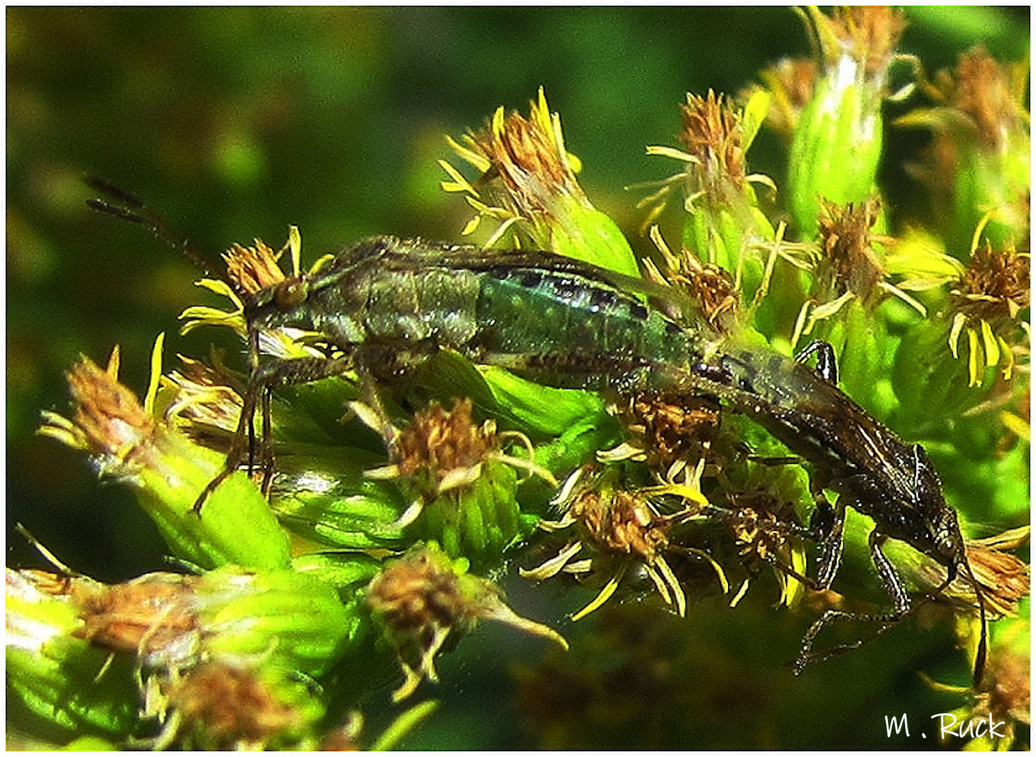 Paarungswillige Insekten ! 