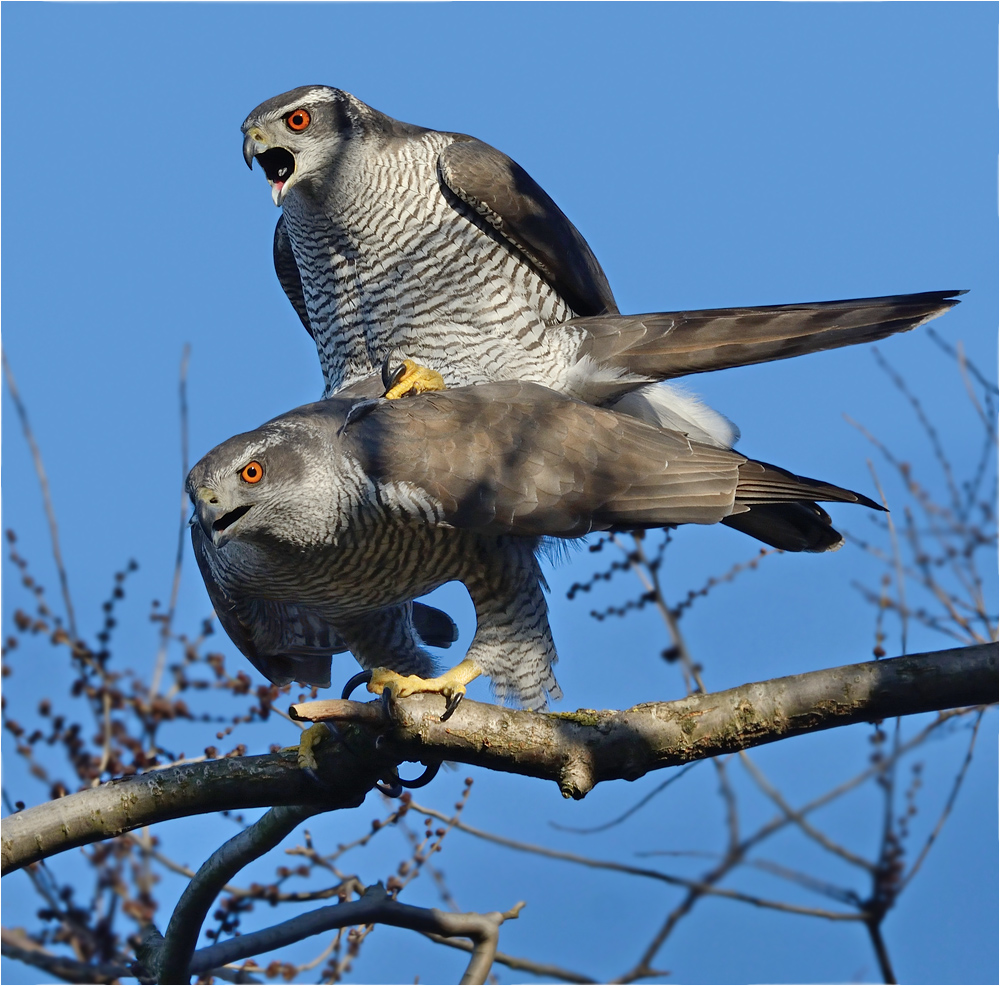 Paarungszeit Foto & Bild tiere, wildlife, wild lebende vögel Bilder auf