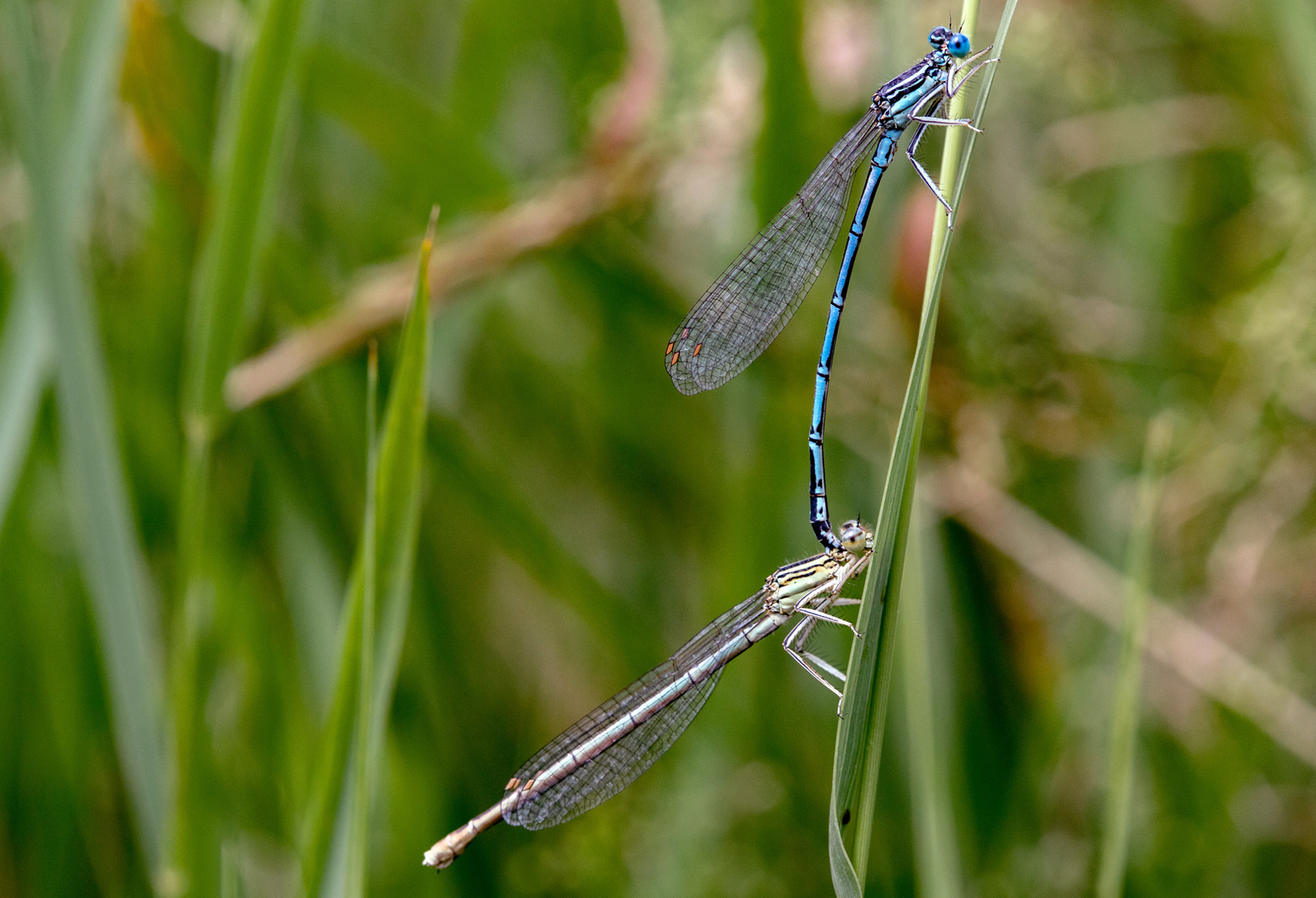 Paarungszeit Foto & Bild makro, natur, insekten Bilder auf Paarungszeit Foto & Bild makro, natur, insekten Bilder auf