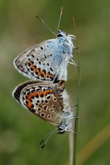 Paarungszeit der Bläulinge