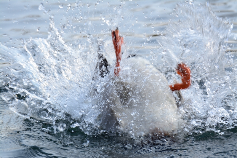 Paarungszeit : Enten