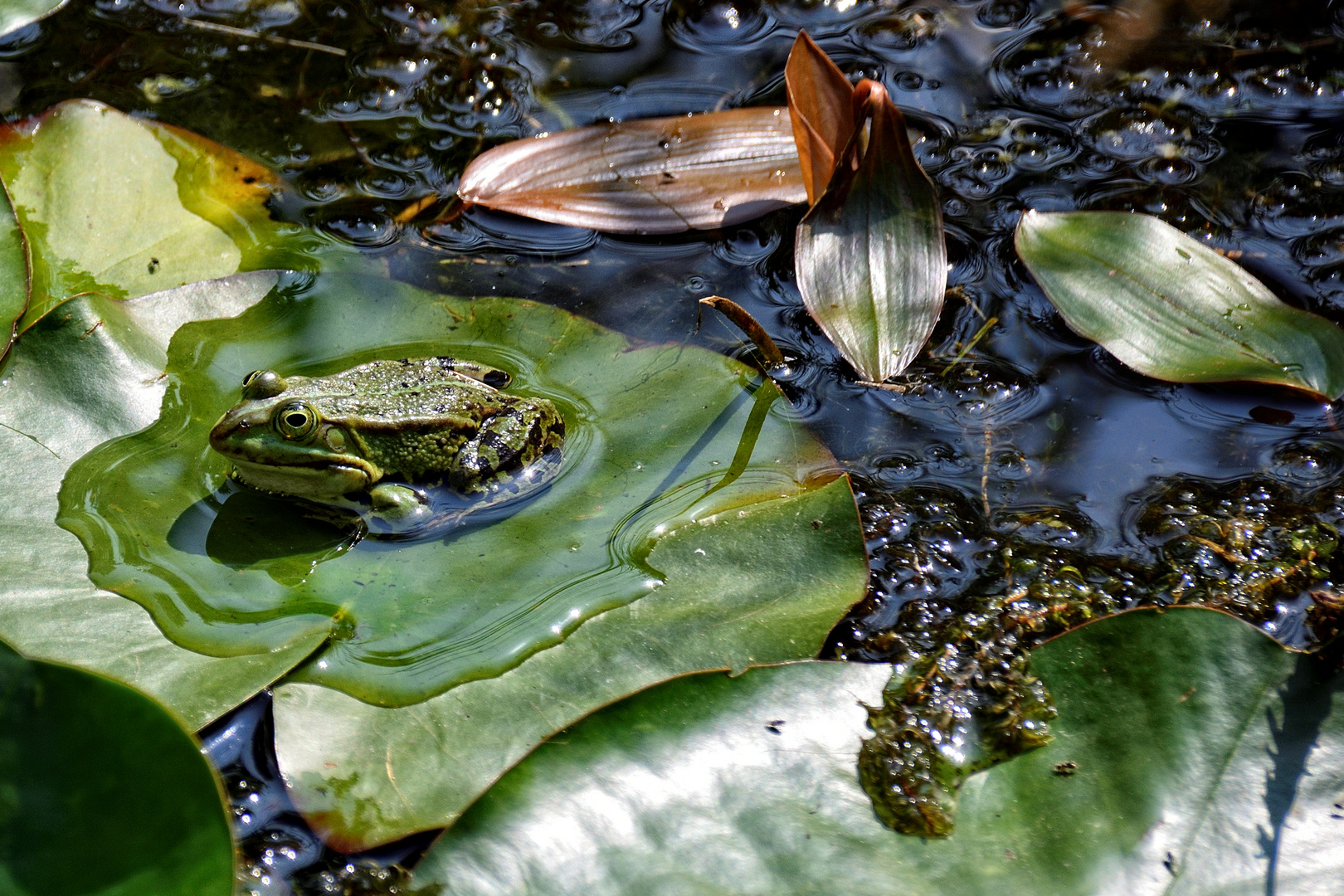 Paarungszeit im Göttinger botanischen Garten