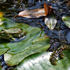 Paarungszeit im Göttinger botanischen Garten