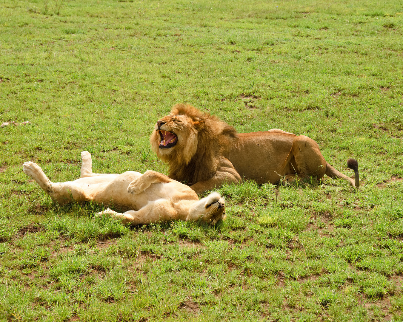 Paarungszeit in der Serengeti