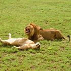 Paarungszeit in der Serengeti