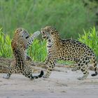 Paarunsritual Jaguare