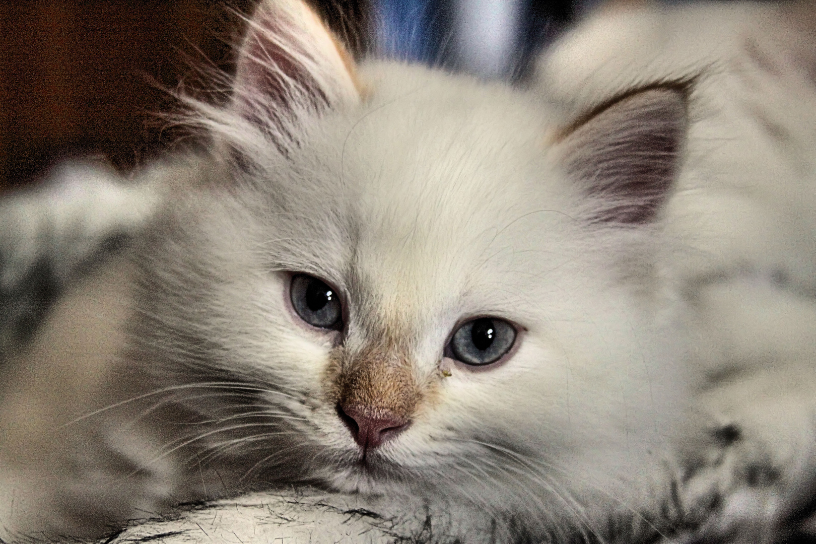 Pablo der Rabauke 1.2 Foto & Bild tiere, tierkinder, katzen Bilder