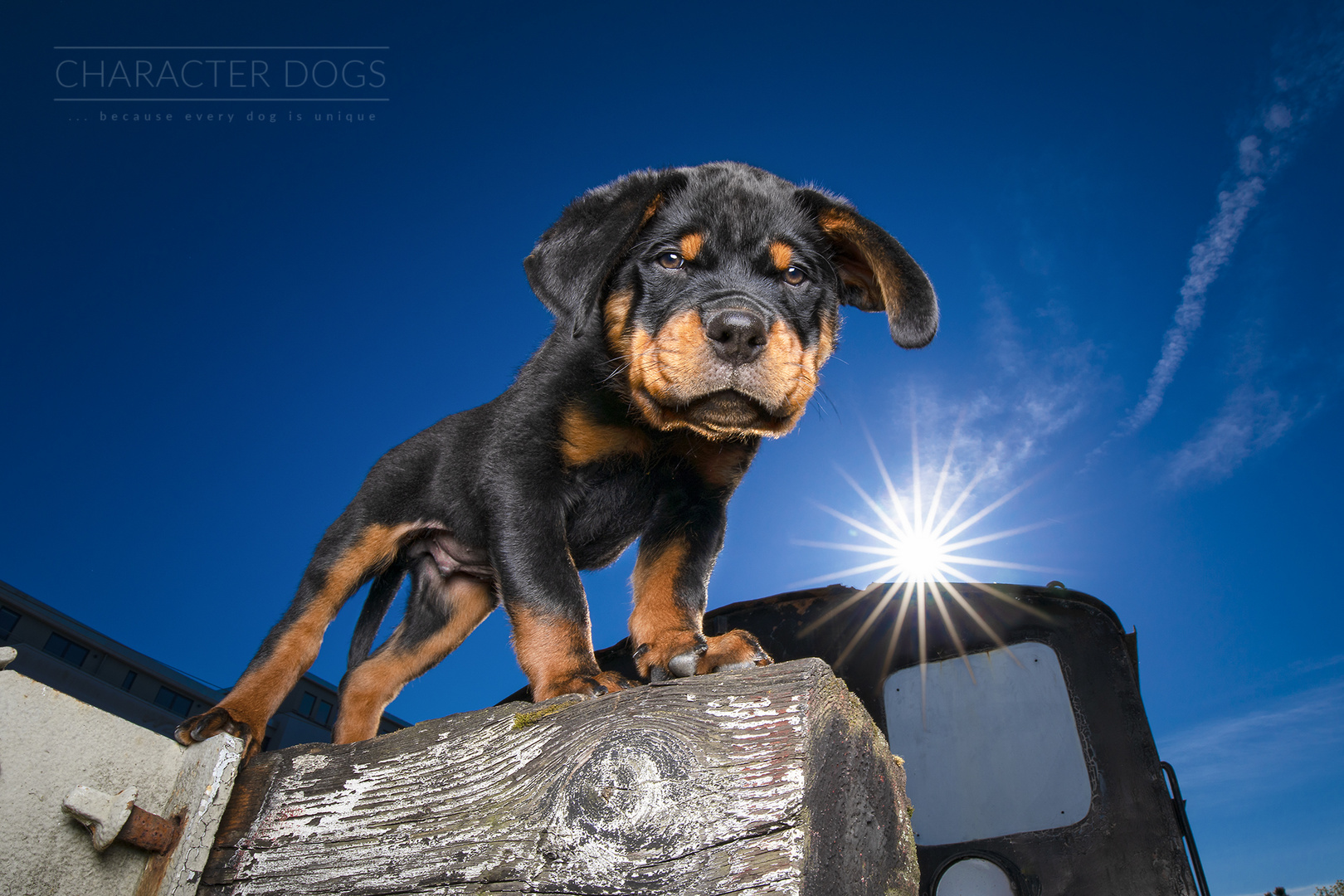 Pablo the Rottweiler Puppy