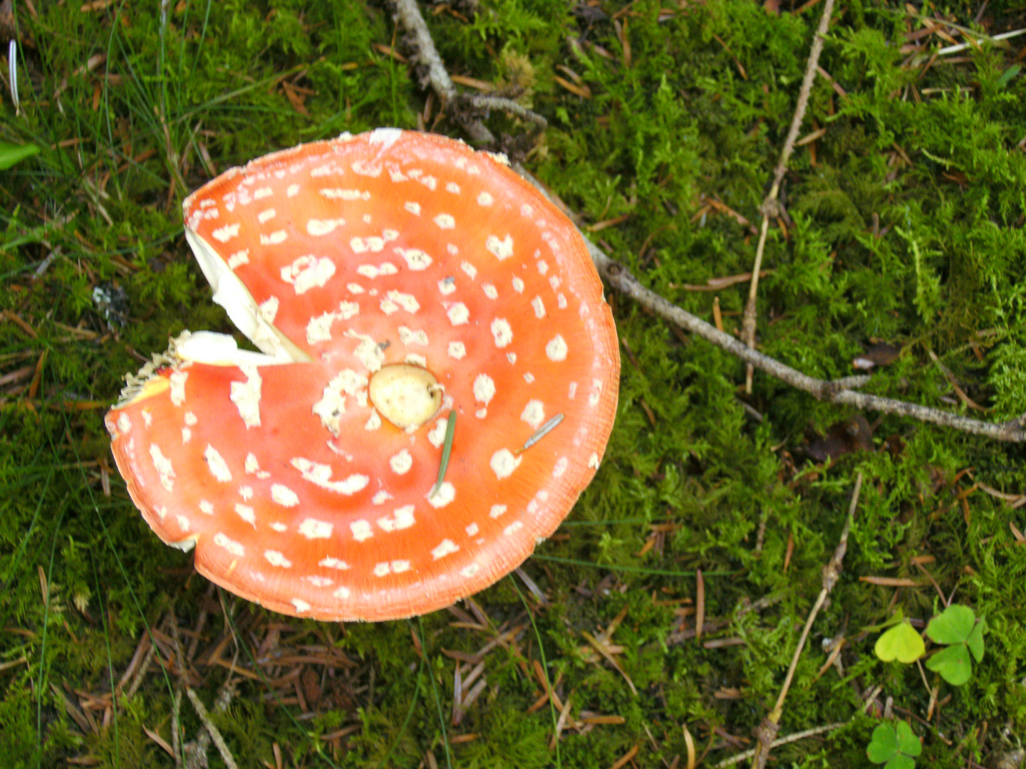 Pac-Man im Wald