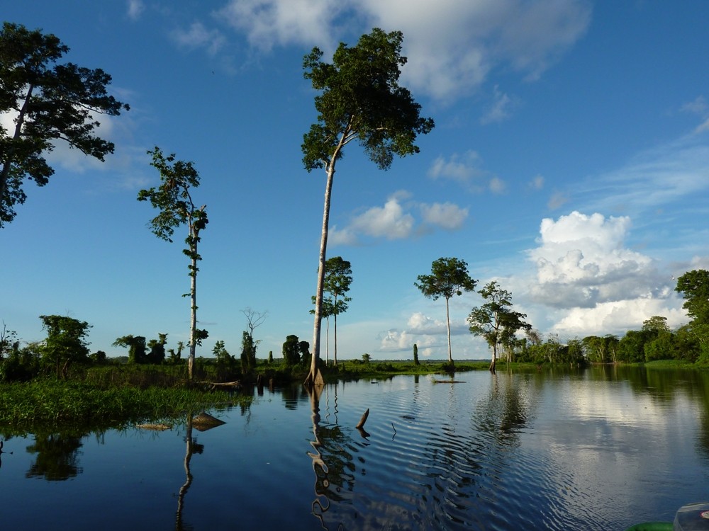 Pacaya Samiria Nationalpark, Amazonasgebiet, Peru