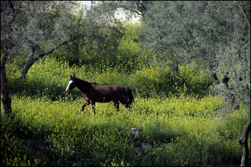 .... PACE E LIBERTA' ....