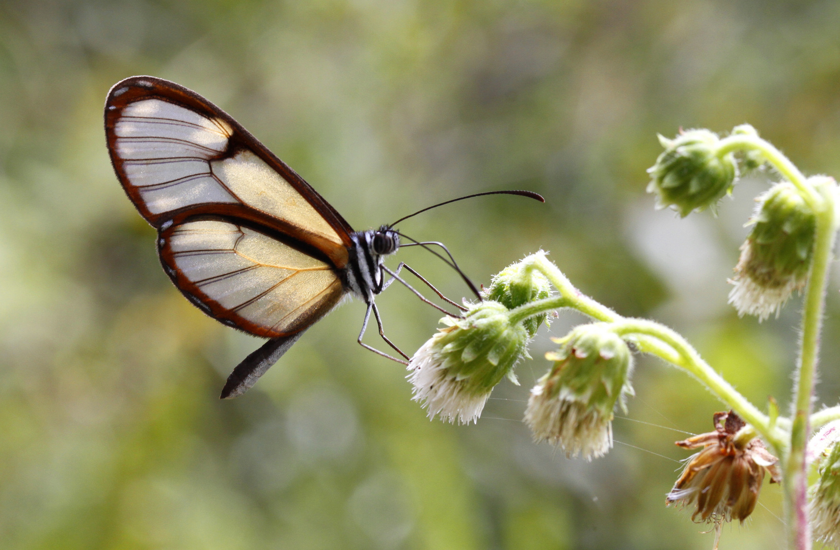 Pachacutia mantura honrathi