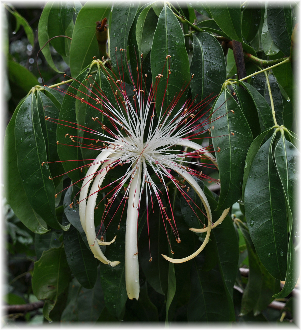 Pachira aquatica 