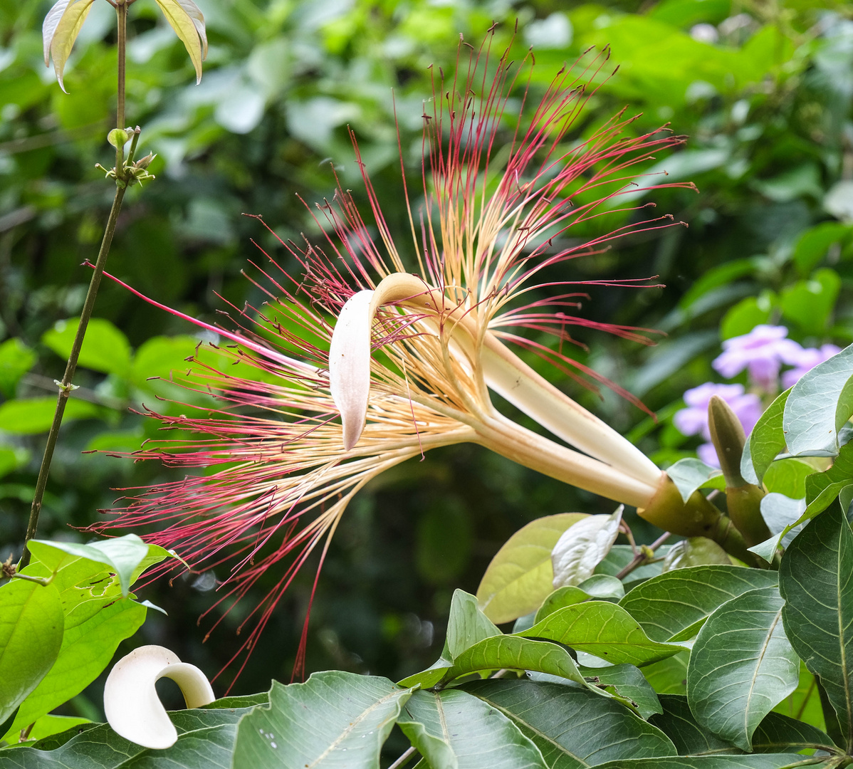 ...Pachira aquatica...