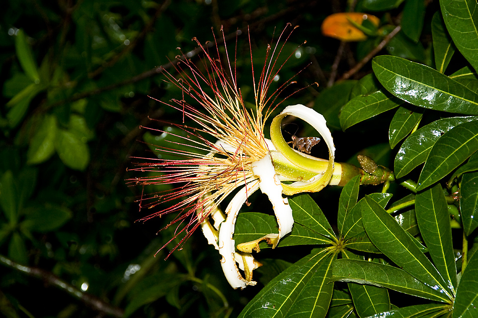 Pachira aquatica