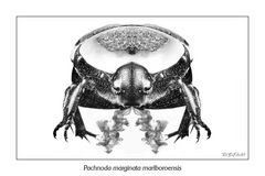 Pachnoda marginata marlboroensis