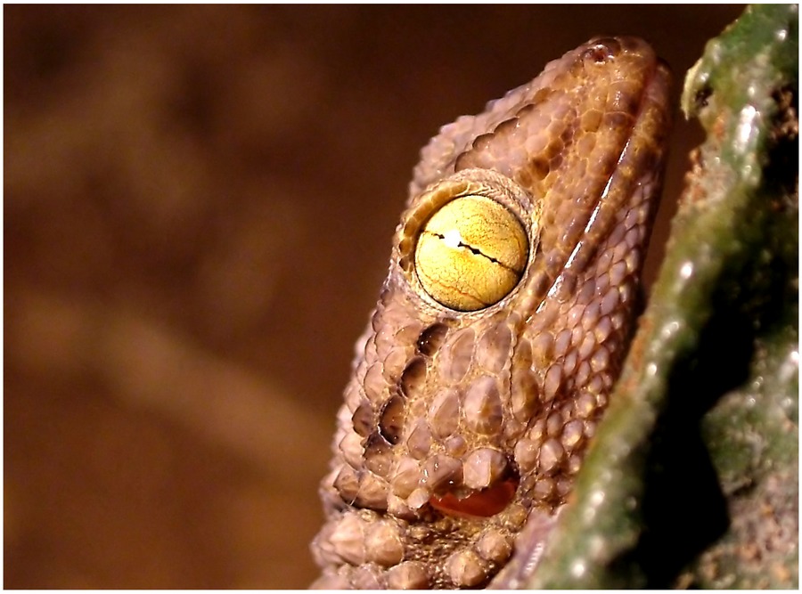 Pachydactylus Bibronii(dickfingergecko)