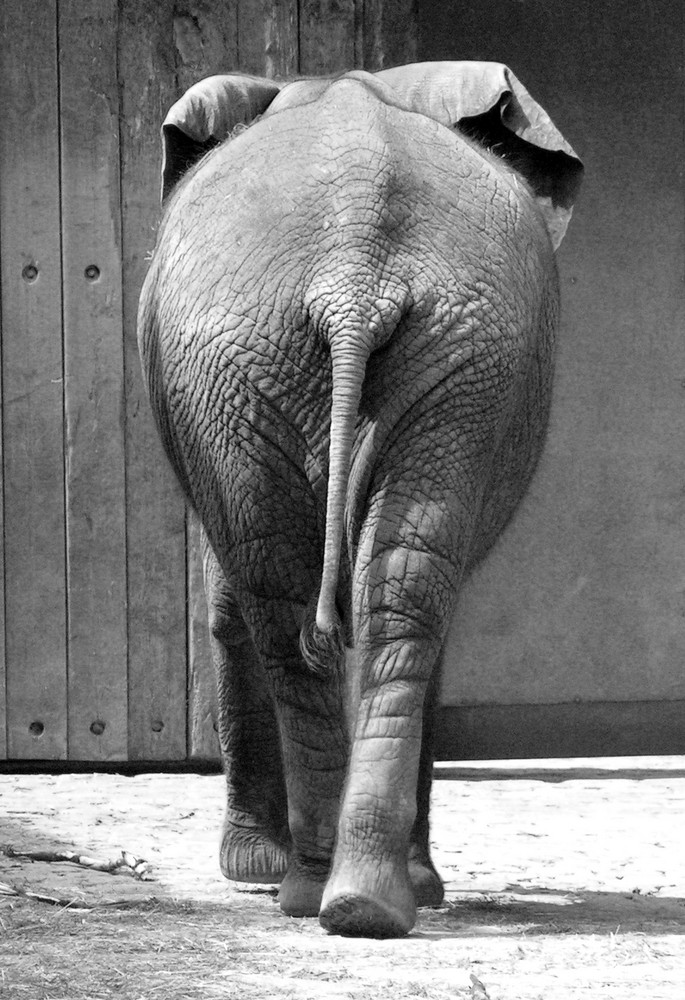 Pachyderm