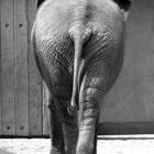 Pachyderm