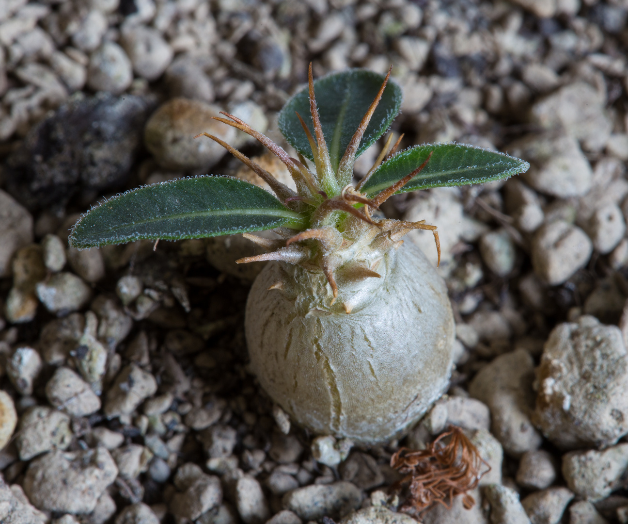 Pachypodium makayense