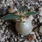 Pachypodium makayense