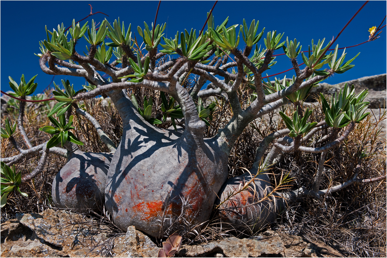 [ Pachypodium Rosalatum ]