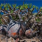 [ Pachypodium Rosalatum ]