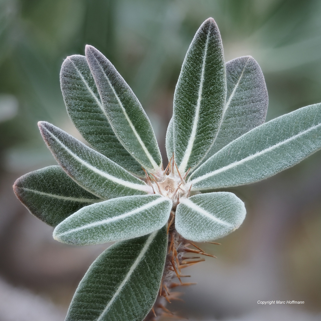 Pachypodium_rosulatum