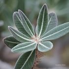 Pachypodium_rosulatum