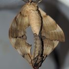 Pachysphinx modesta Paarung