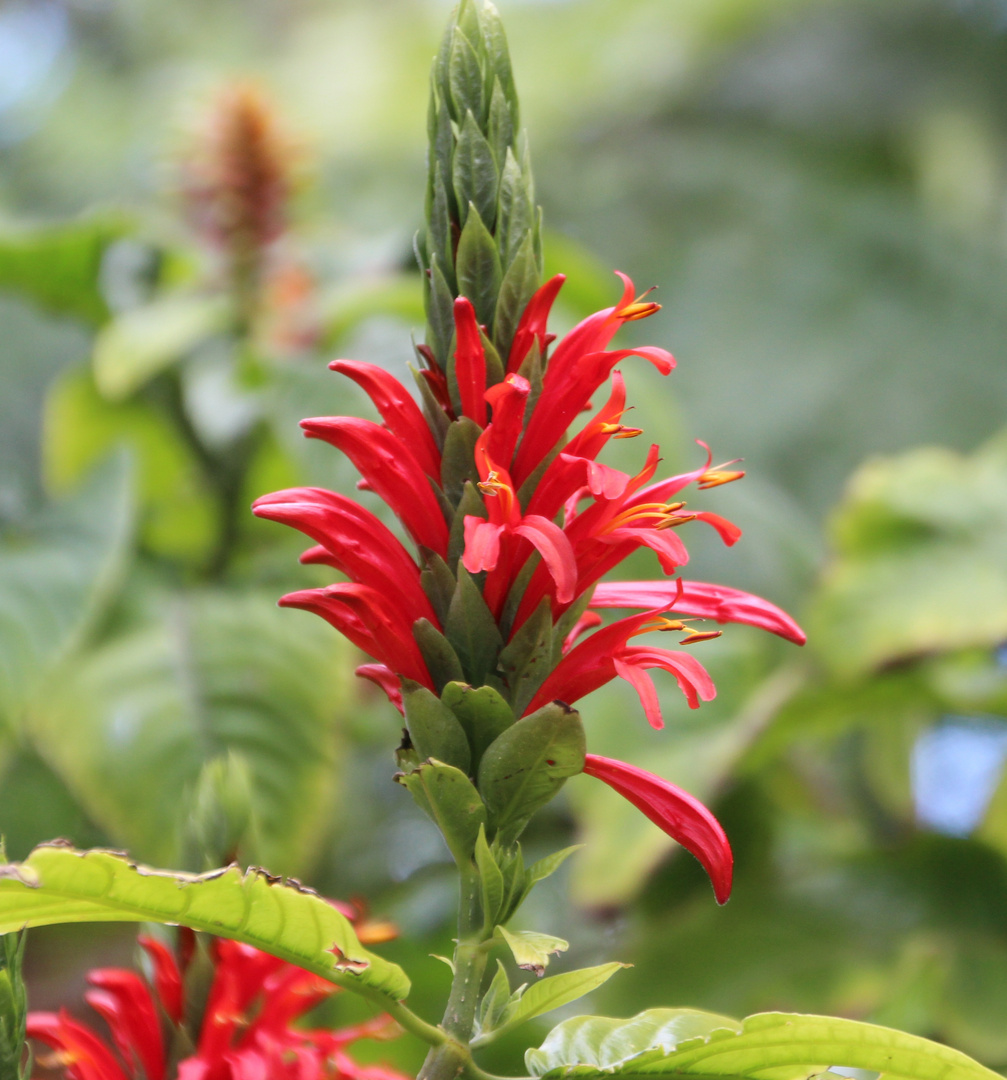 Pachystachys coccinea