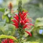 Pachystachys coccinea