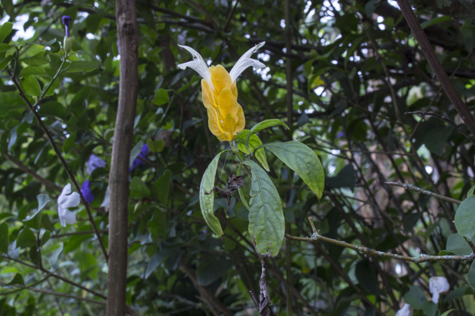 Pachystachys lutea