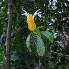 Pachystachys lutea