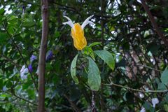 Pachystachys lutea