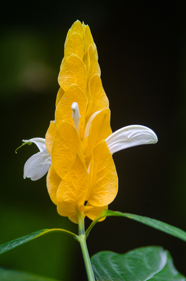 Pachystachys Lutea